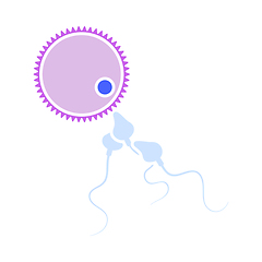 Image showing Sperm And Egg Cell Icon