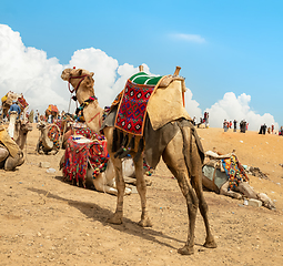 Image showing Camels in the Giza Desert