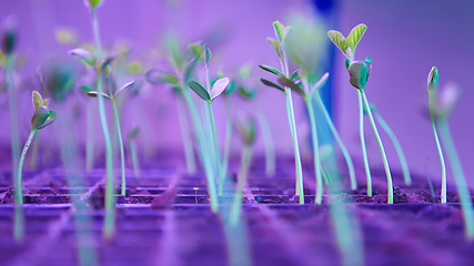 Image showing The young seedlings of cucumbers in tray.