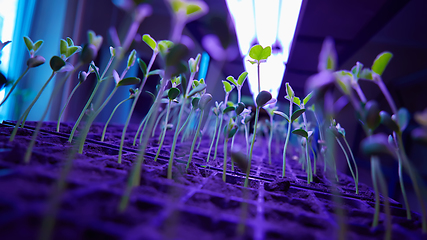 Image showing Green sprout growing from seed in square boxes. Symbol of new life