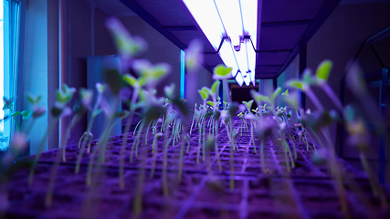 Image showing The young seedlings of cucumbers in tray.