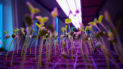 Image showing The young seedlings of cucumbers in tray.