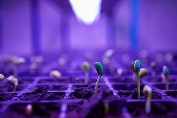 Image showing Green sprout growing from seed in square boxes. Symbol of new life