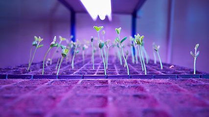 Image showing Green sprout growing from seed in square boxes. Symbol of new life