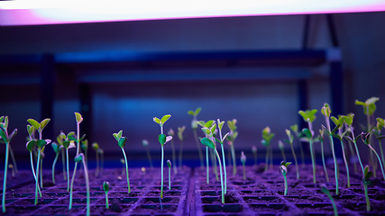 Image showing Green sprout growing from seed in square boxes. Symbol of new life