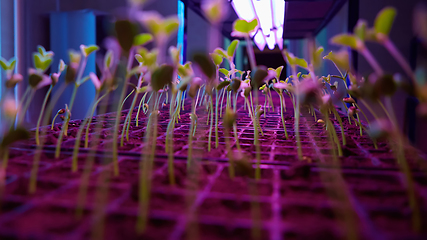 Image showing Green sprout growing from seed in square boxes. Symbol of new life