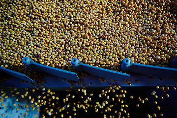 Image showing Soy Bean Seed before crack. Shallow dof.