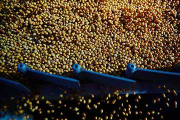 Image showing Soy Bean Seed before crack. Shallow dof.