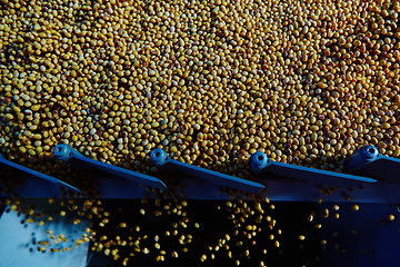 Image showing Soy Bean Seed before crack. Shallow dof.