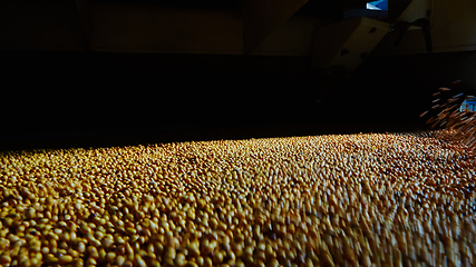 Image showing Soy Bean Seed before crack. Shallow dof.