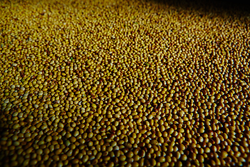 Image showing Soy Bean Seed before crack. Shallow dof.