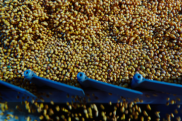 Image showing Soy Bean Seed before crack. Shallow dof.