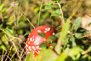 Image showing poisonous mushrooms