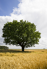 Image showing lonely oak growing in a field