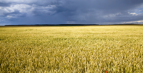 Image showing agricultural field with yellowed wheat