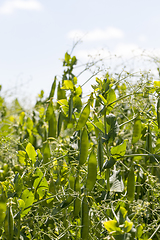 Image showing field with green peas