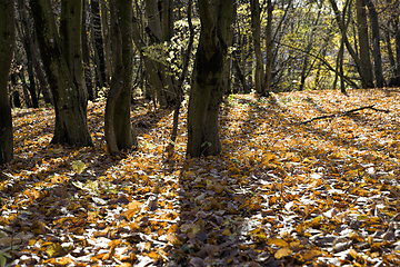 Image showing Wet fallen foliage deciduous trees