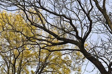 Image showing yellow green foliage on maple branches What is the specificity of the autumn season, part of the tree