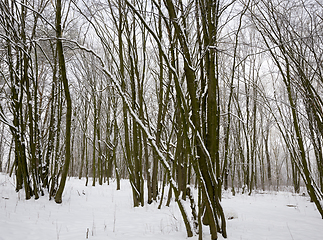 Image showing winter time of the year