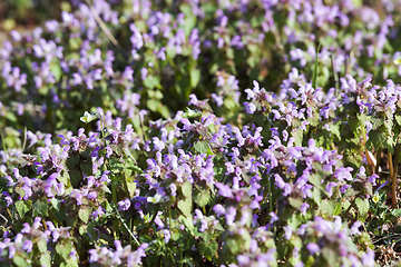 Image showing wild flowers