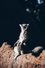 Image showing Ring-tailed lemur sitting on the sun on Madagascar.