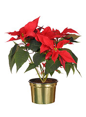 Image showing Poinsettia