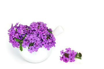 Image showing Purple Verbena Flowers used in Natural Herbal Medicine