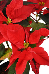 Image showing Poinsettia