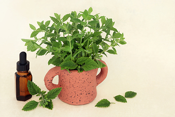 Image showing Lemon Balm Herb Herbal Medicine to Reduce Anxiety