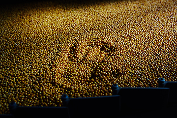 Image showing Soy Bean Seed before crack. Shallow dof.