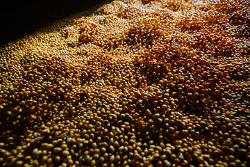 Image showing Soy Bean Seed before crack. Shallow dof.