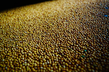 Image showing Soy Bean Seed before crack. Shallow dof.