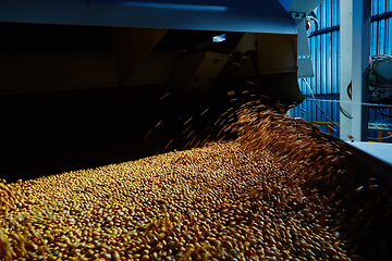 Image showing Soy Bean Seed before crack. Shallow dof.