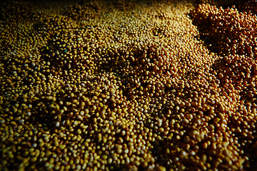 Image showing Soy Bean Seed before crack. Shallow dof.