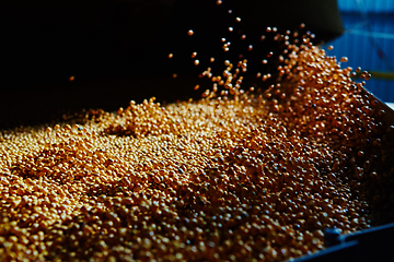 Image showing Soy Bean Seed before crack. Shallow dof.