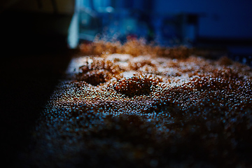 Image showing Soy Bean Seed before crack. Shallow dof.