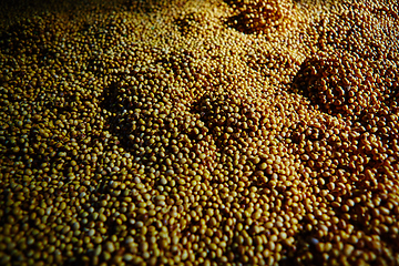 Image showing Soy Bean Seed before crack. Shallow dof.