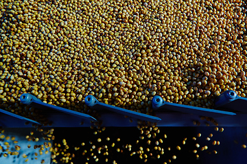 Image showing Soy Bean Seed before crack. Shallow dof.