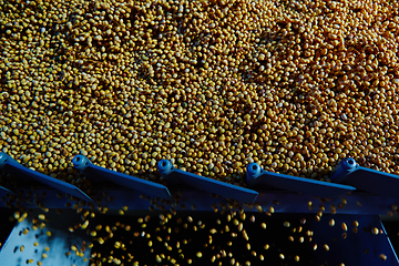 Image showing Soy Bean Seed before crack. Shallow dof.