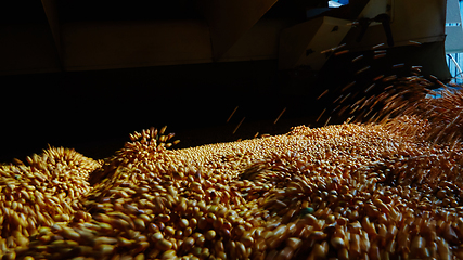 Image showing Soy Bean Seed before crack. Shallow dof.