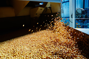 Image showing Soy Bean Seed before crack. Shallow dof.