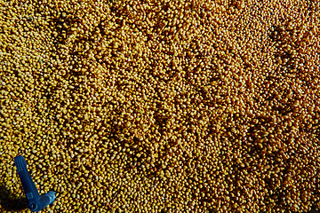 Image showing Soy Bean Seed before crack. Shallow dof.