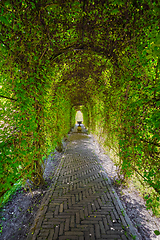 Image showing Green berceau arbour overgrown garden path