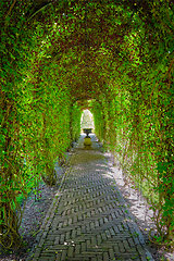 Image showing Green berceau arbour overgrown garden path