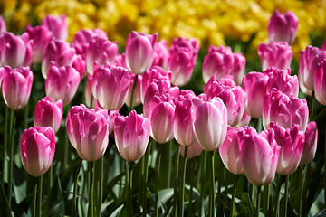 Image showing Blooming tulips flowerbed in Keukenhof flower garden, Netherlands