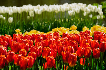 Image showing Blooming tulips flowerbed in Keukenhof flower garden, Netherlands