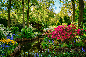 Image showing Keukenhof flower garden. Lisse, the Netherlands.