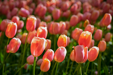 Image showing Blooming tulips flowerbed in Keukenhof flower garden, Netherlands