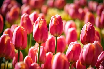 Image showing Blooming tulips flowerbed in Keukenhof flower garden, Netherlands