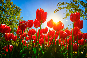 Image showing Blooming tulips against blue sky low vantage point